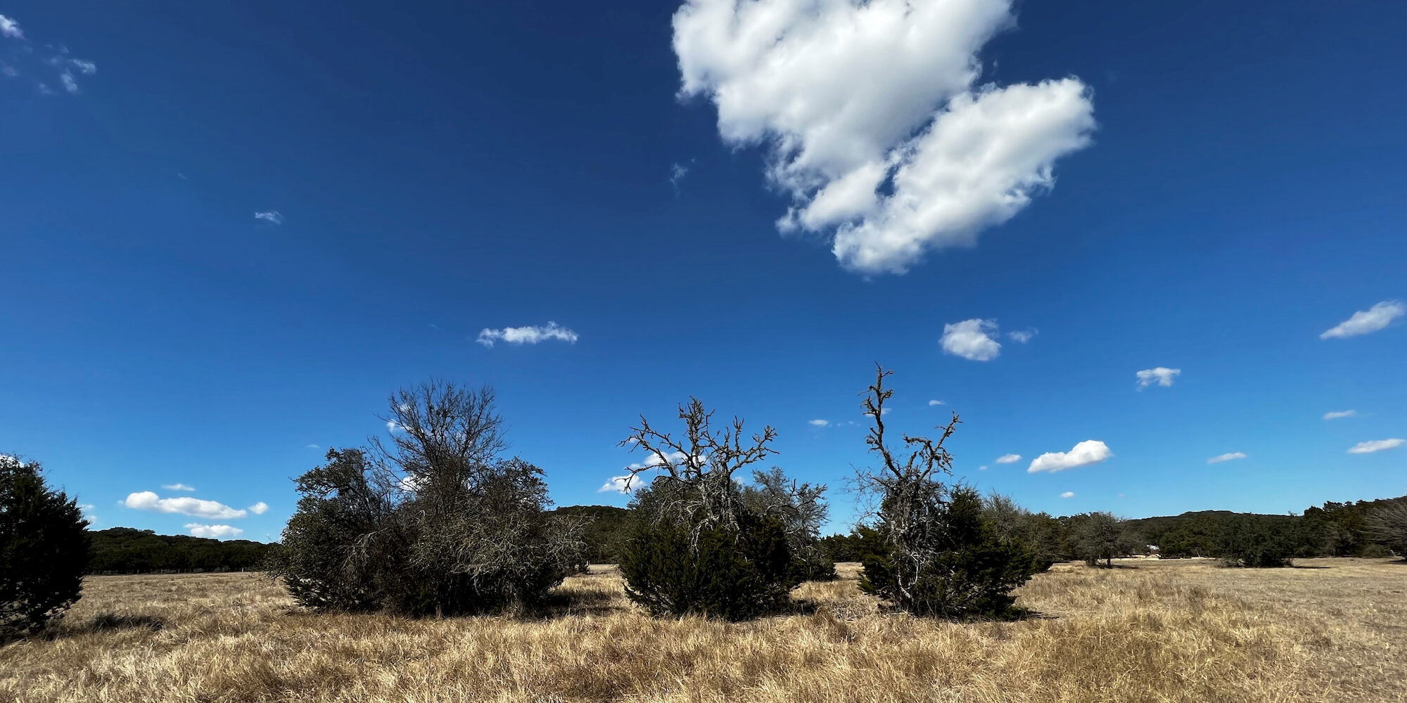 Clouds and a blue sky hang over a grazing pasture dotted with bushes in the foreground